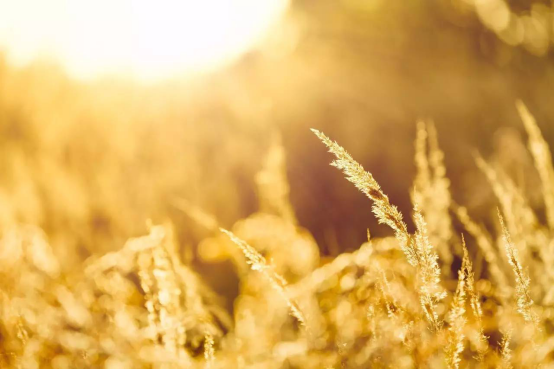 出伏暑未消 四季优美随便果提醒你饮食莫贪凉