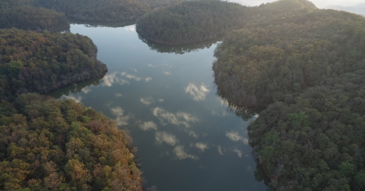 一棵古树茶：重塑古树茶消费体验 线上认领 线下体验