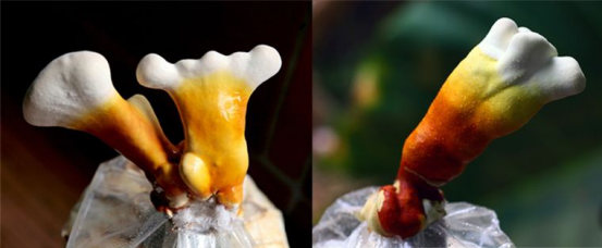 揭秘：鹿角灵芝为什么会那么“灵”？