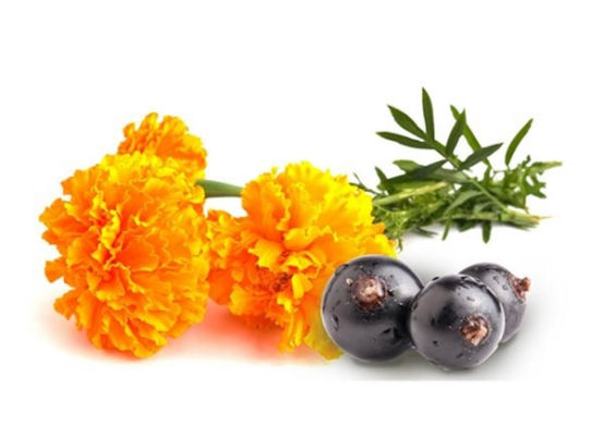 越橘叶黄素哪个牌子好？挑选最佳攻略在这里！