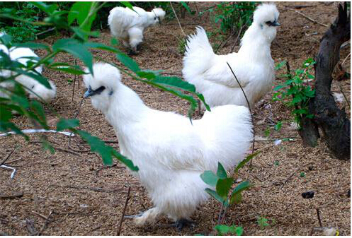 毕节正农牧业，切实抓好农牧业经济工作