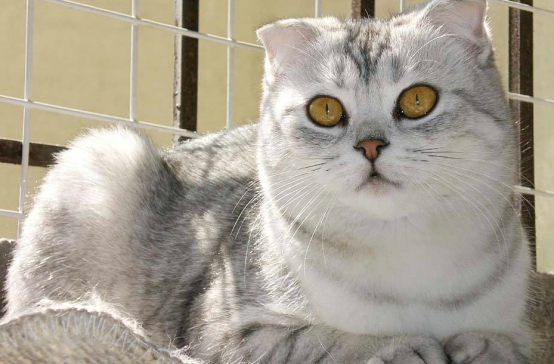 科学喂养，伟嘉金装让你轻松拥有大眼亮毛的超级帅喵