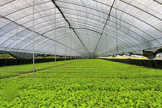 精选品质软枣 尽在丹东宽甸圣兴软枣子专业合作社