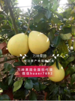 做微商卖水果真的挣钱吗？怎样加入万坤果园代理？