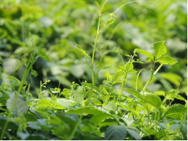 饮绞股兰保健白酒已成为人们追求生活品质的新风尚！