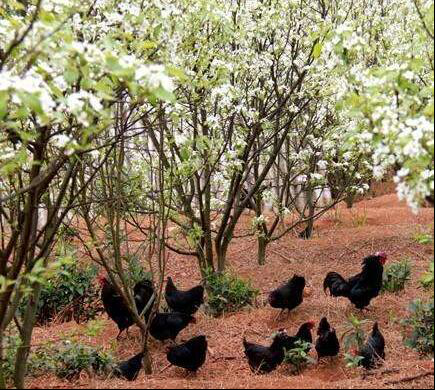 河南种植养殖商城小程序： 加入农村电商对接城乡需求 