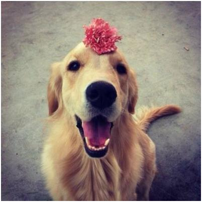 RELO PET IMMIGRANT：带宠物去爱尔兰