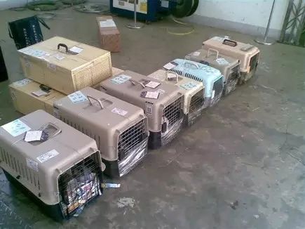 派川PET TRAVEL宠物托运：带宠物去斯里兰卡