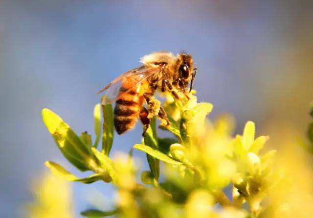 金毅力蜂胶的朋友圈里都有谁？