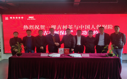 全国首例！一棵古树茶与中国人保财险正式签约，开国内单株茶树保险先河