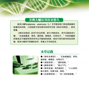 美洲大蠊请收好 降低胃病复发不含糊