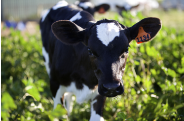 优选澳洲进口奶源，澳牧进口儿童牛奶百年品质保证