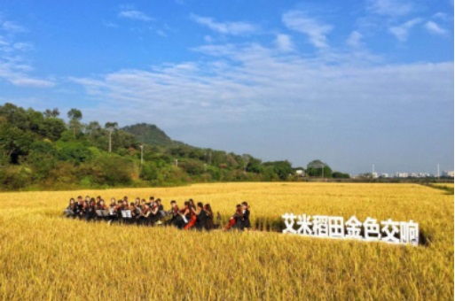 共享稻田让艾米农场产业研究院掌握跨界竞争力优势