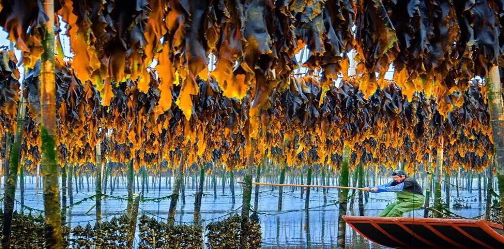 「网库产业带」单品产业互联网助推霞浦特色产业腾飞