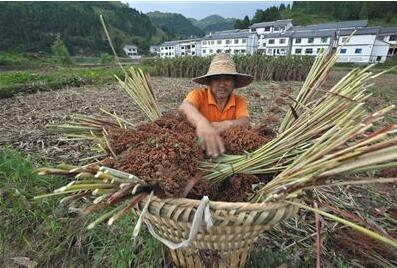 贵州茅台回应暴利风波 宣称一直高价收购高粱