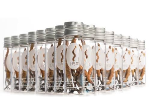 净制冬虫夏草 极草终结“脏草时代”