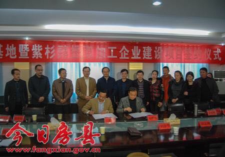 王文俊创扶贫特色 投资三三红豆杉基地