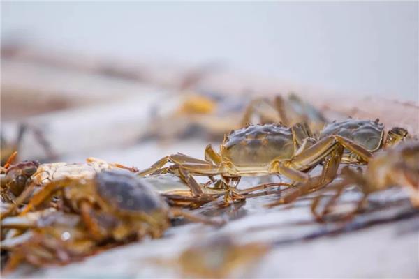 “国民好蟹”成长记：红印蟹基地探秘，见证蟹苗投放