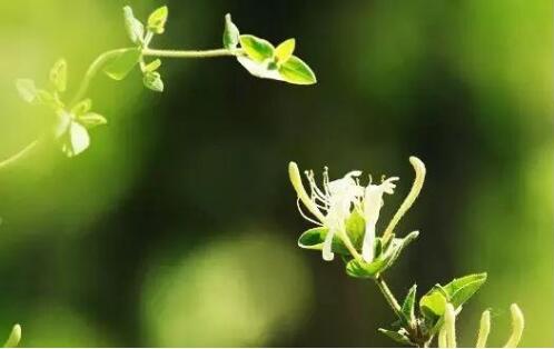 卓然不凡金银花 魅力无限中原地
